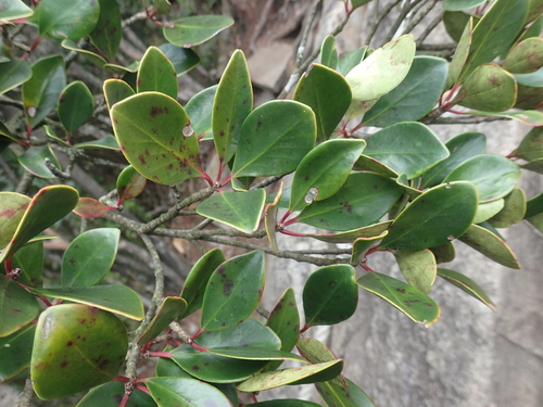 Image of Ternstroemia gymnanthera by (c) 呂一起(Lu i-chi), some rights reserved (CC BY)