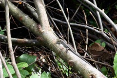Copeoglossum nigropunctatum
