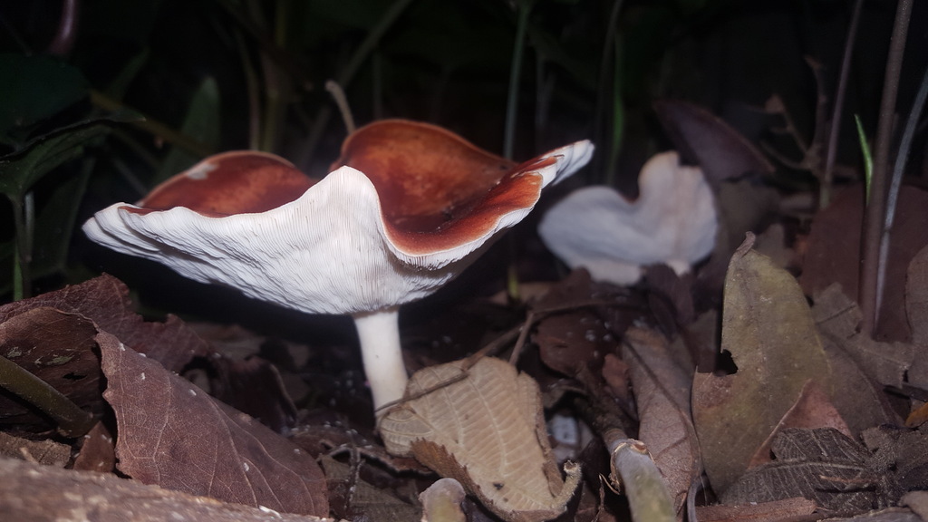 Leucopaxillus gracillimus · January 2019 · photo: © alessandradalia (iNaturalist, cc-by-sa)