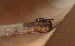 Lissonotus flavocinctus