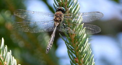 Somatochlora elongata