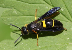 Ancistrocerus spinolae