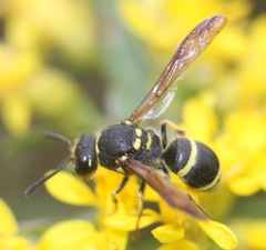 Ancistrocerus catskill