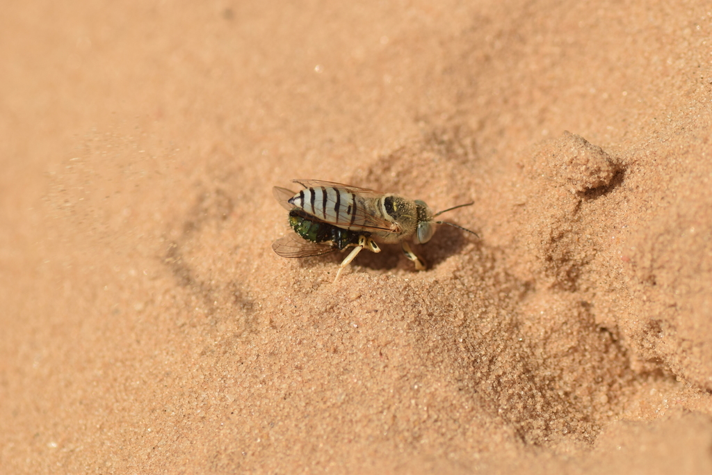 Bembix olivacea