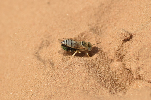 Bembix olivacea