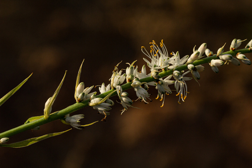 Chlorophytum longifolium image