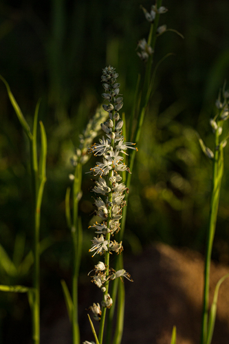 Chlorophytum longifolium image