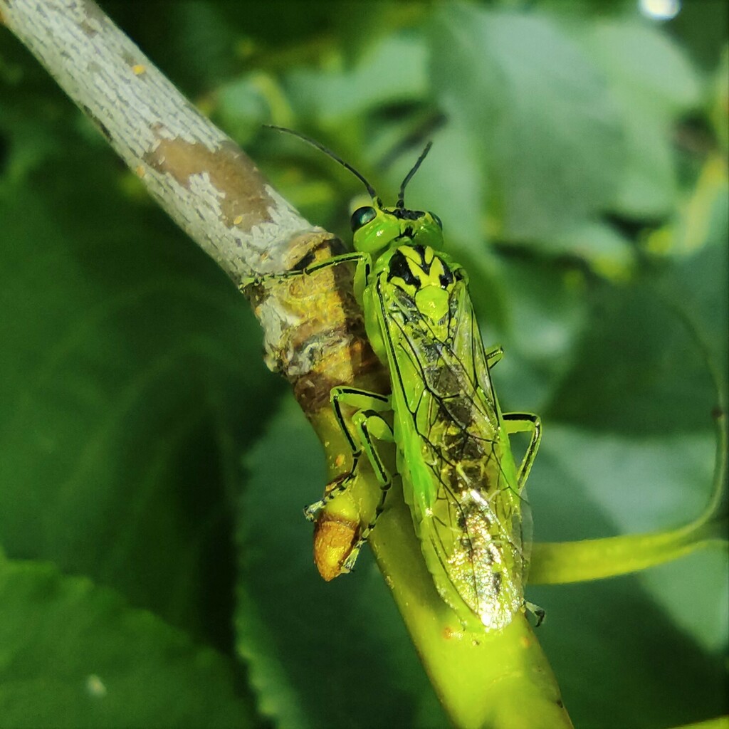Narrow-striped Rhogogaster, photo 1 of 10