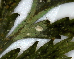 Badimiella pteridophila image
