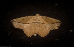 Polyacme dissimilis