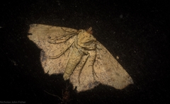Polyacme dissimilis