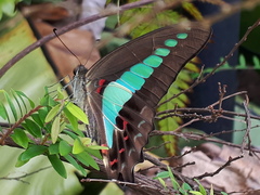 Graphium sarpedon luctatius