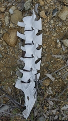 Odocoileus hemionus californicus