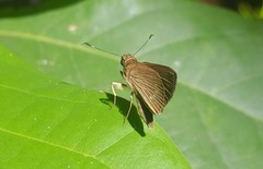 Cobalopsis miaba