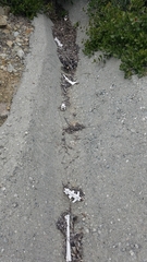 Odocoileus hemionus californicus