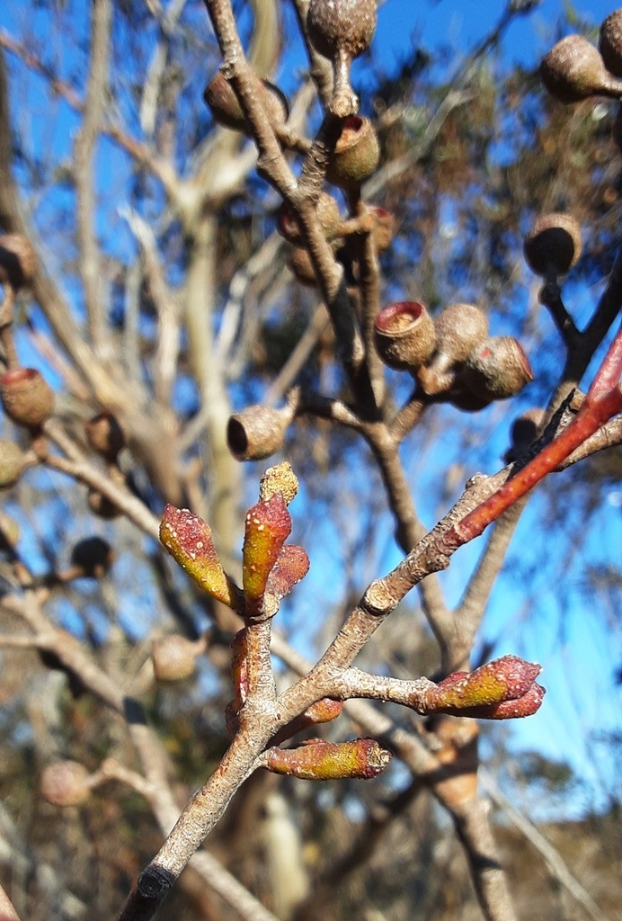 Eucalyptus laophila
