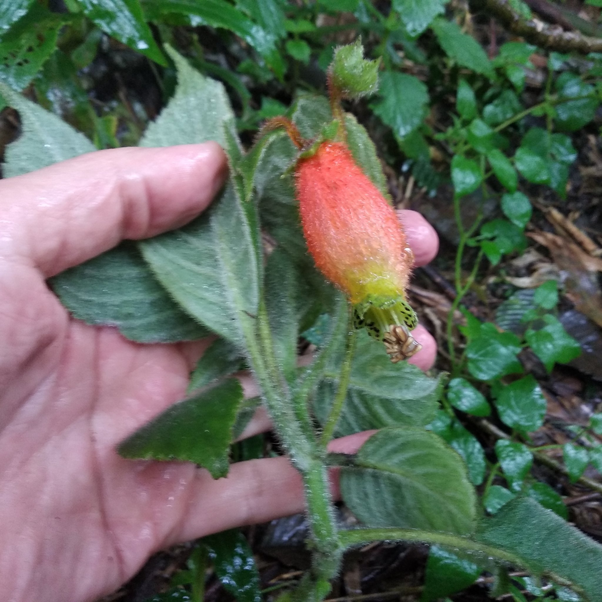 Kohleria image