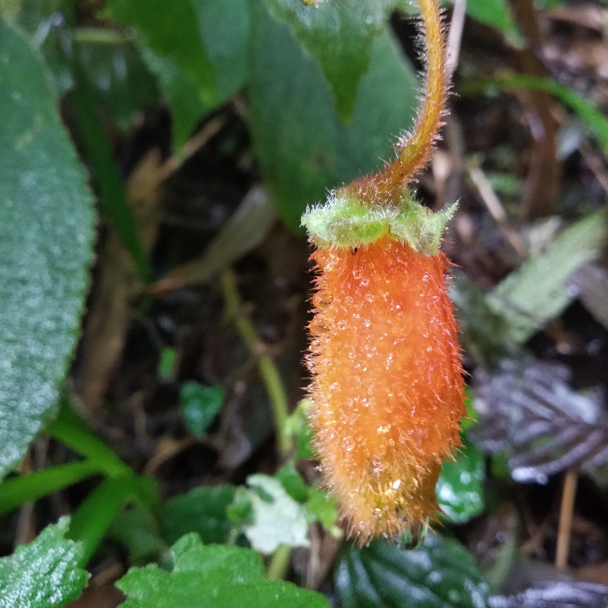Kohleria image