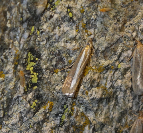 Catoptria radiella