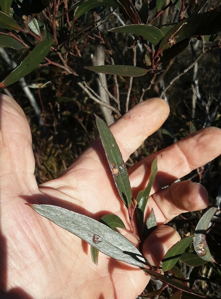 Eucalyptus laophila 2