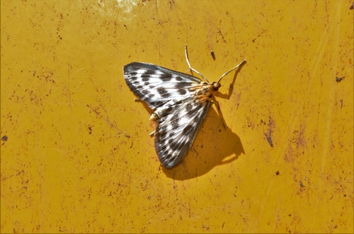 Anania hortulata