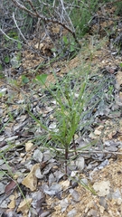 Lupinus truncatus