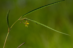 Corchorus longipedunculatus image