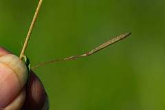 Corchorus longipedunculatus image