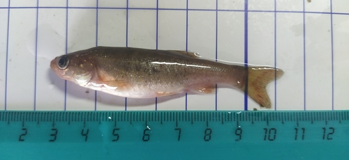 Rhynchocypris sachalinensis