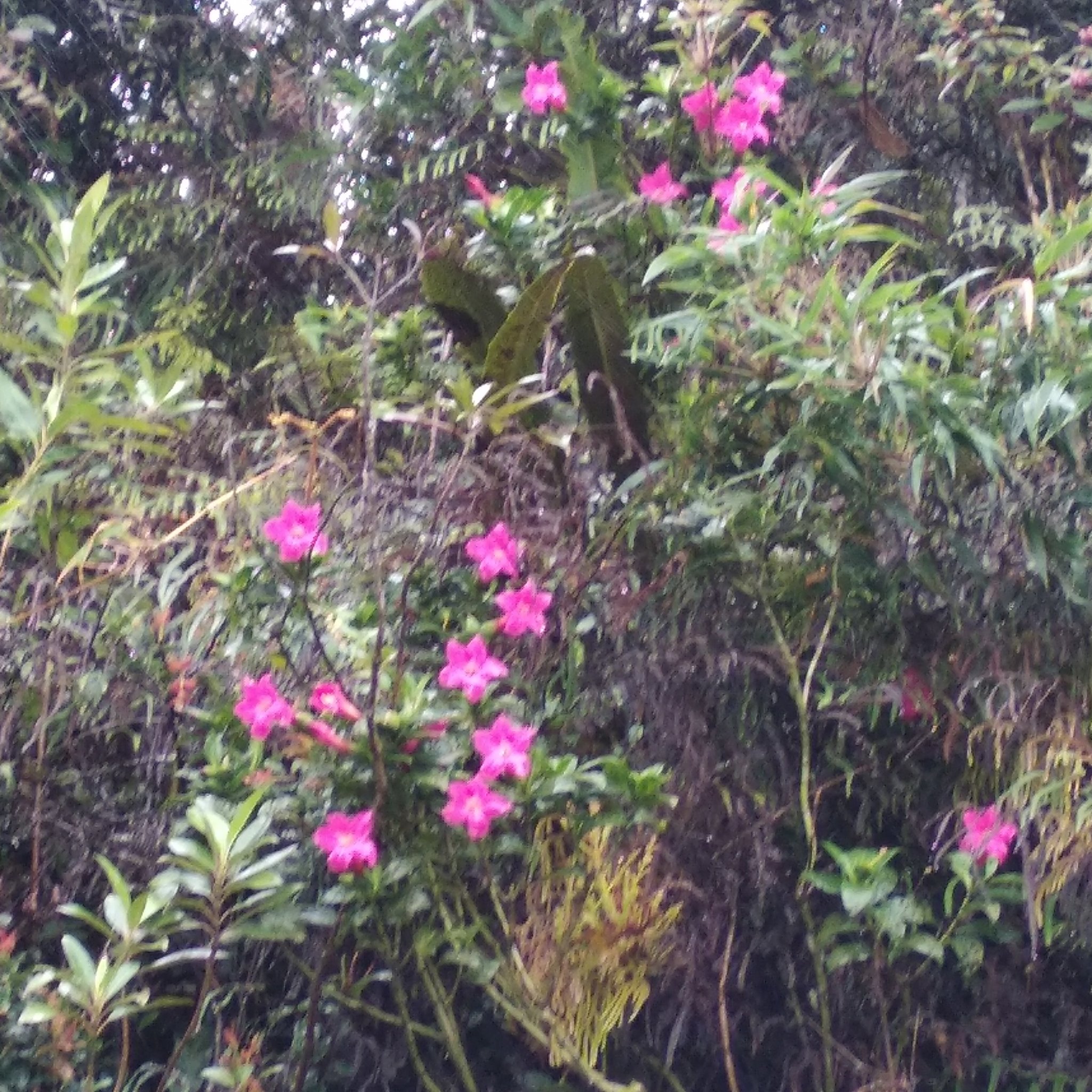 Symbolanthus image