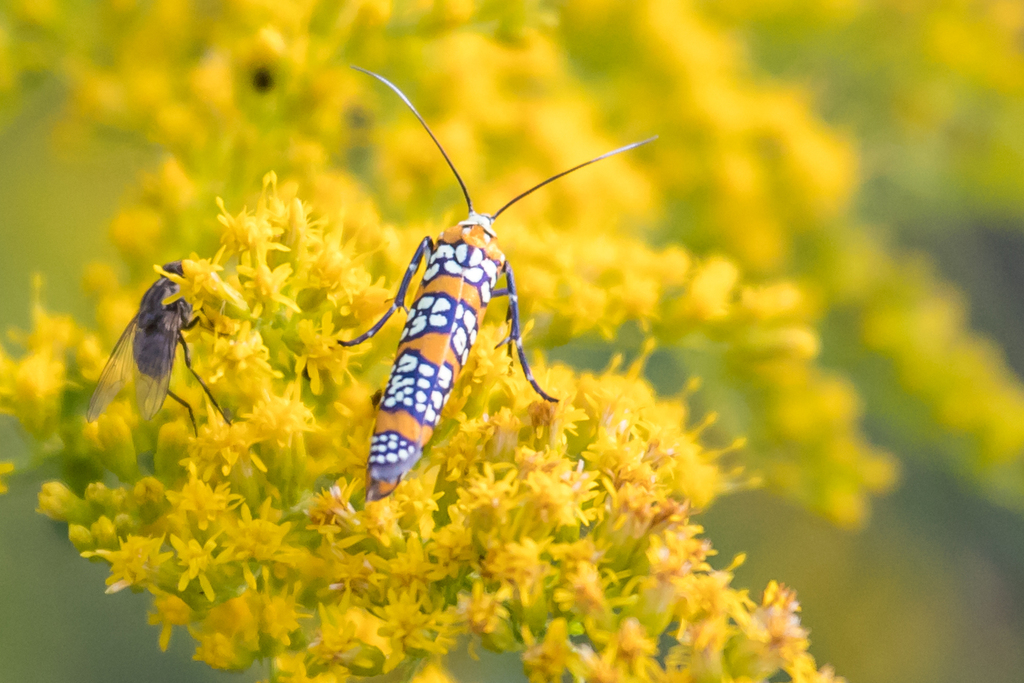 Ailanthus Webworm Moth From Essex County ON Canada On August 21 2023   Large 