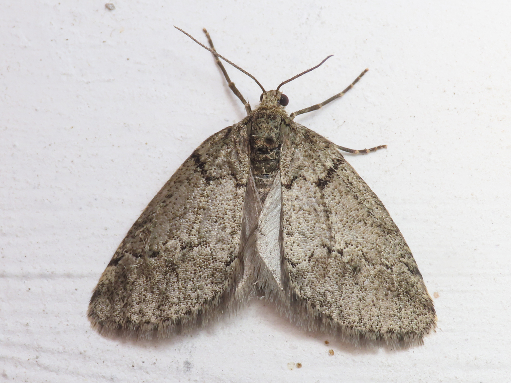 Tephronia theophilaria
