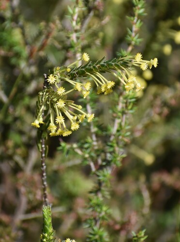 Forest Capespray (Struthiola garciana)