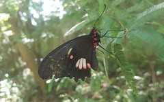 Parides anchises