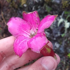 Symbolanthus mathewsii
