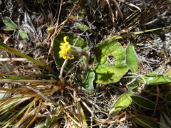Brachyglottis lagopus