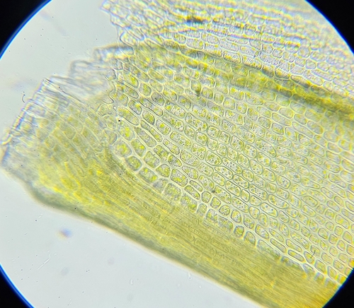 Image of Vinealobryum vineale by (c) Helen Waterman, some rights reserved (CC BY)
