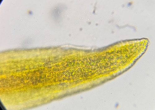 Image of Vinealobryum vineale by (c) Helen Waterman, some rights reserved (CC BY)