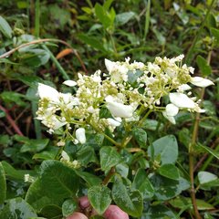 Colignonia
