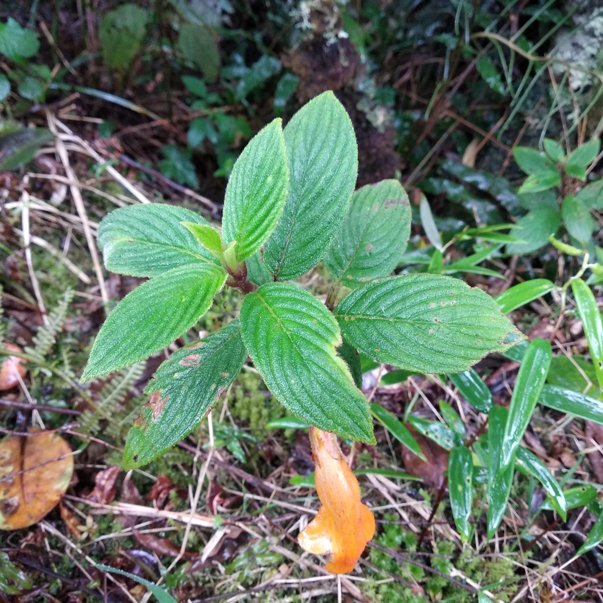 Columnea strigosa image