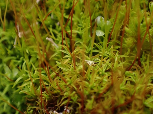 Image of Bryoerythrophyllum recurvirostrum by (c) Helen Waterman, some rights reserved (CC BY)