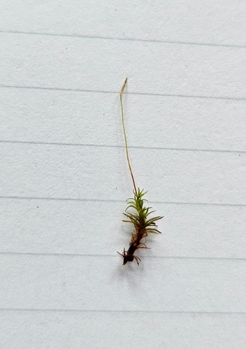 Image of Bryoerythrophyllum recurvirostrum by (c) Helen Waterman, some rights reserved (CC BY)