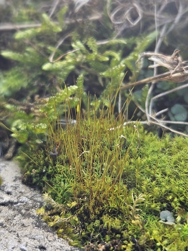 Image of Bryoerythrophyllum recurvirostrum by (c) Helen Waterman, some rights reserved (CC BY)