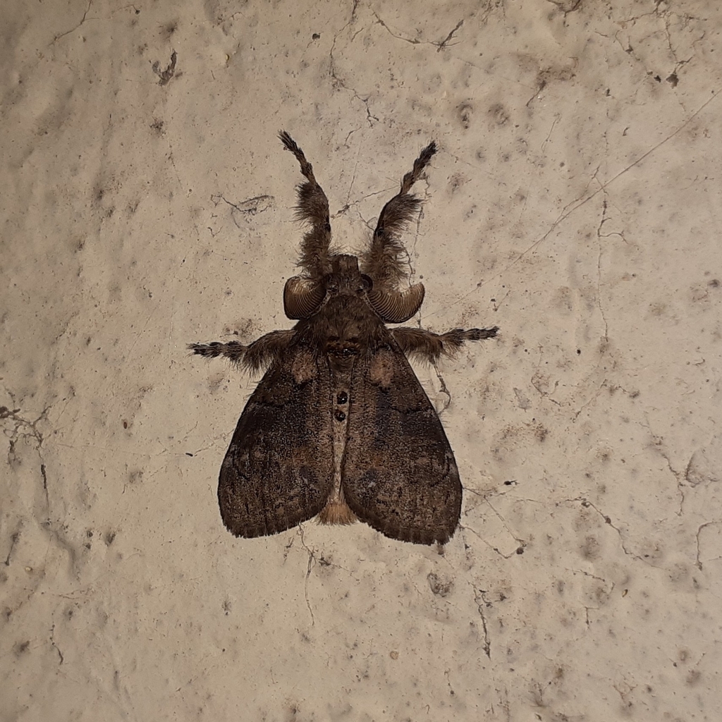 Brown Tussock Moth from Mumbai Veterinary College, Goregaon on August 25, 2023 at 1249 PM by
