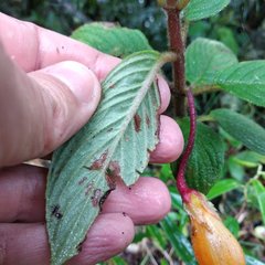 Columnea strigosa