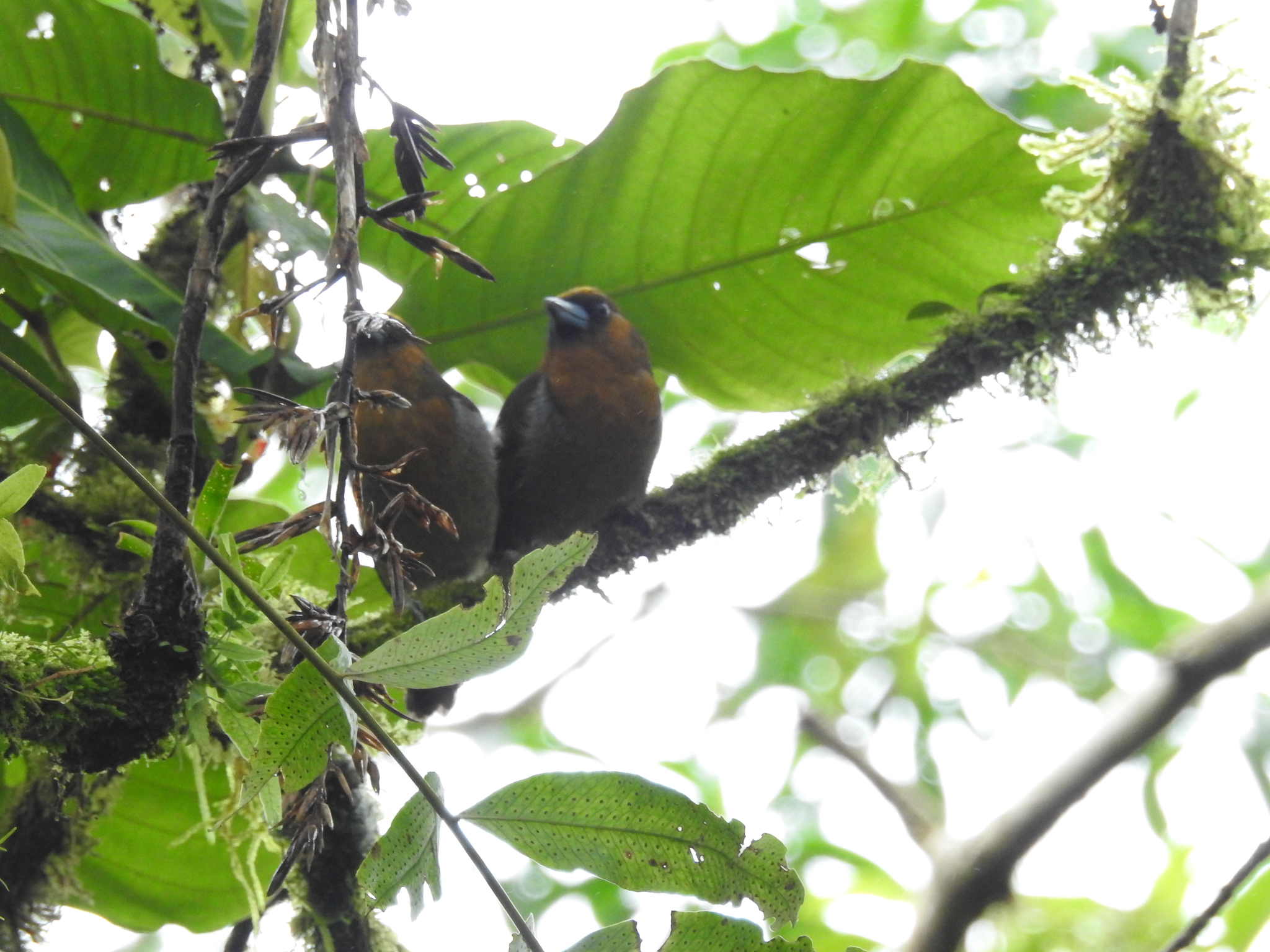 Prong-billed Barbet (Semnornis frantzii)