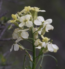 Erysimum franciscanum