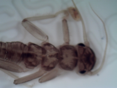 Perlodidae