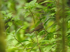 Basileuterus melanotis