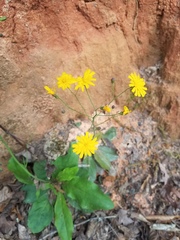Hieracium venosum